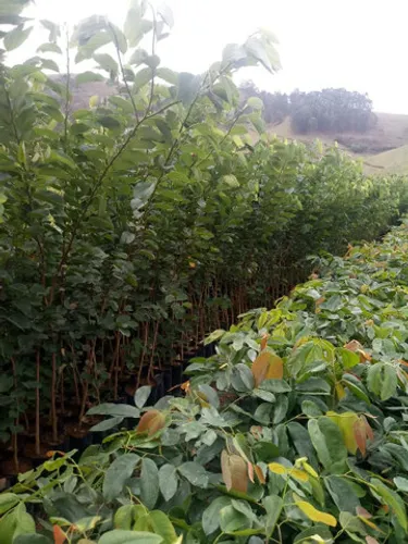 Mudas de ipê, jacarandá, angico, aroeira direto do produtor