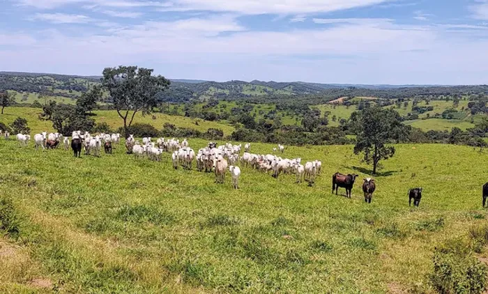 Fazenda Top 105 Alqueires - Cultura!