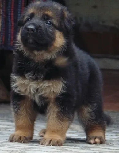 Filhote de Pastor Alemão cão gentil