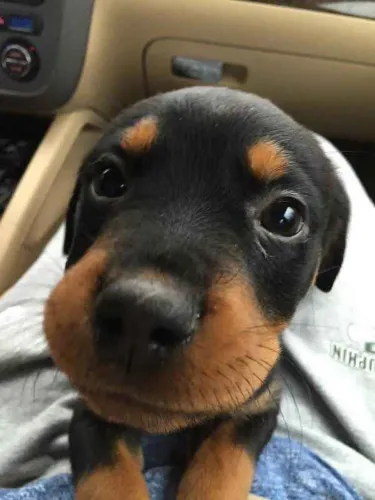 Filhote Rottweiler, Nada como um filhotinho para encher sua casa de alegria!