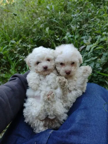 Poodle toy super pequenos, todas as cores e com saude garantida