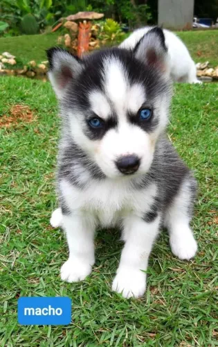 Husky Siberiano de Olhos Azuis! Entrega Imediata