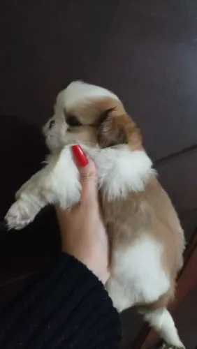 Filhote Shih Tzu, O rabinho mais feliz da cidade está pronto para ir para casa com você!