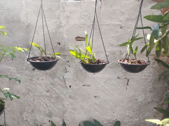 Plantas babosa, orquídeas e graviola