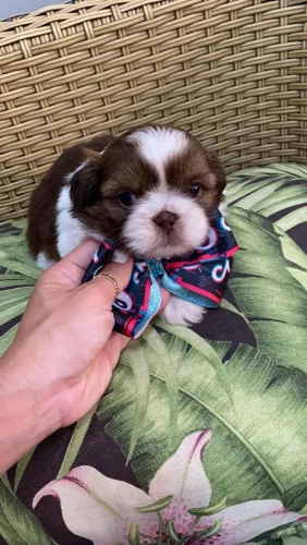 Shih-tzu suporte completo