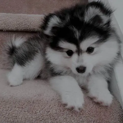 Filhote Husky Siberiano, Nada como um filhotinho para encher sua casa de alegria!