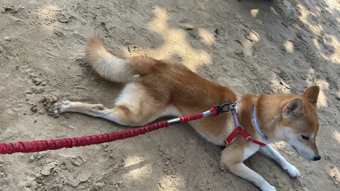 Shiba Inu - Cão Adorável e Companheiro