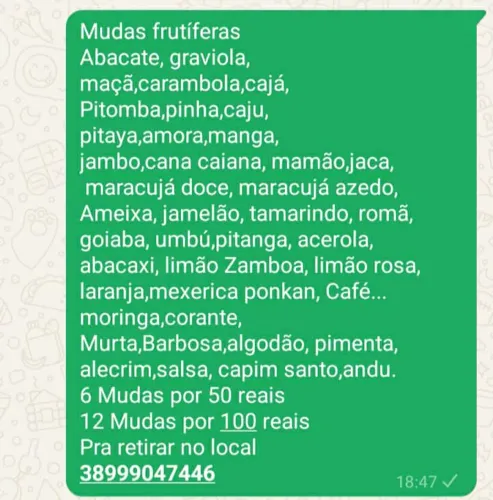 12 Mudas por 100 reais 