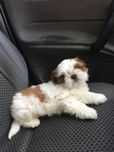 Filhote shih tzu, Leve Para Casa Um Cachorrinho e Ganhe Amor Para Sempre!