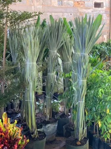 PALMEIRAS AZUL / 1 METRO E 20 DE ALTURA 