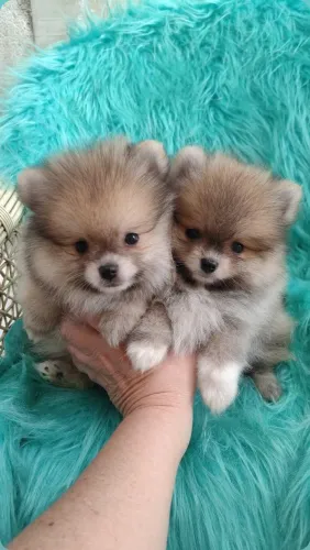 Machos Spitz alemão 