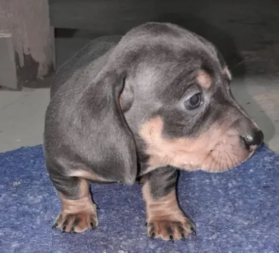 Basset teckel disponiveis