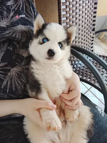 Husky Siberiano Puro