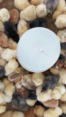 Pintos Caipirão,  origianais, fêmeas  e macho!