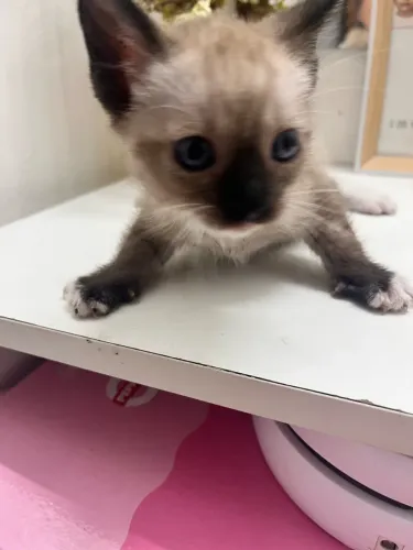 Doação de gatinho