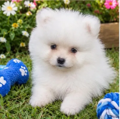 Lulu da pomerania