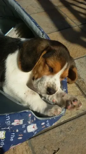Beagle incrível disponível para novo lar