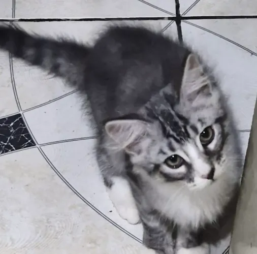 Maine Coon macho encantador - gigante desde pequeno!