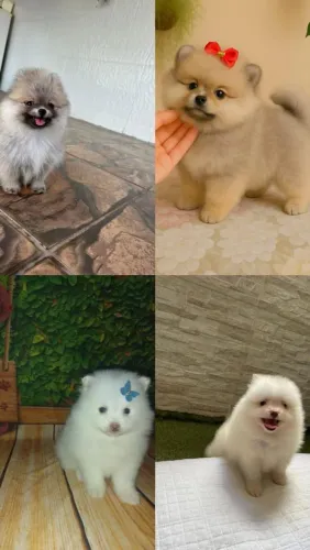 Spitz Alemão lindo demais 