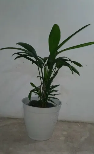 Linda palmeira Areca