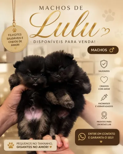 ? Spitz Alemão (Lulu da Pomerânia) - Filhotes Disponíveis ?
