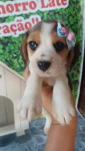 Beagle fêmea O companheiro ideal para novos momentos