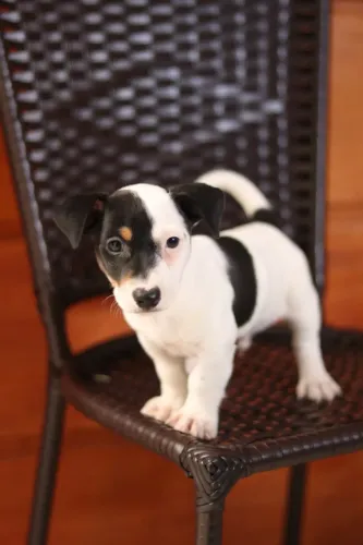Jack russel machos Insta gram @filhotesfloresdooriente