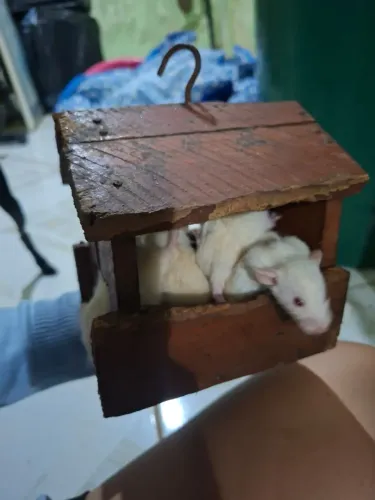 Ratos twisters para venda
