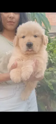 Golden Retriever e pedigree pronta entrega