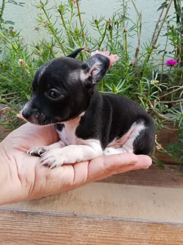 Pinscher zero fêmea 