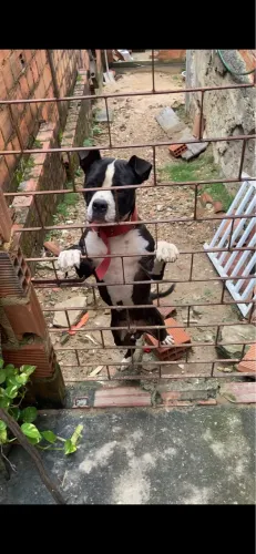 Pitbull de 1ano