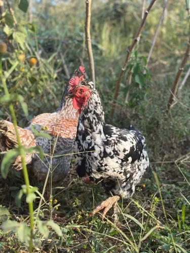 Galinha GSB 