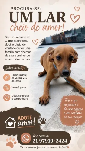 ADOÇÃO RESPONDAVEL: cão porte pequeno, SRD saudável e jovem