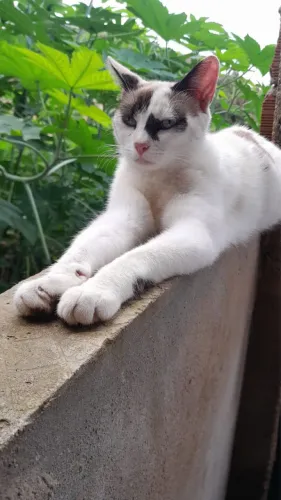 Gatinha disponível para adoção responsável 