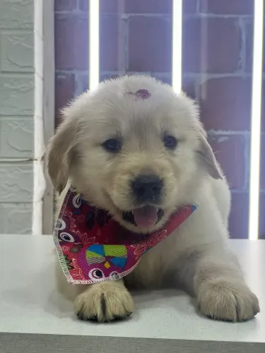 Golden Retriever bebê