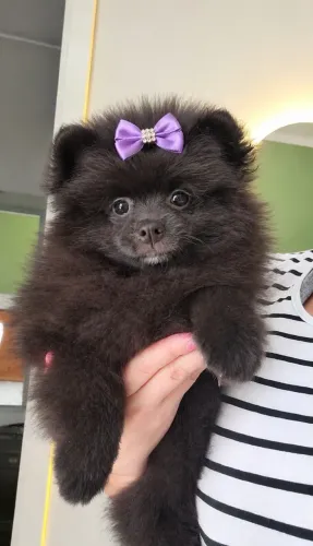 Spitz Fêmea ( Lulu da Pomerânia )