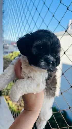 Cachorro