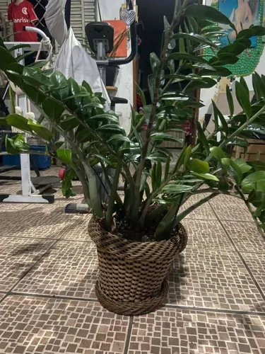Para-Despegar- Planta-ZAMIOCULCA-Com Vaso- Linda- Preço -só-