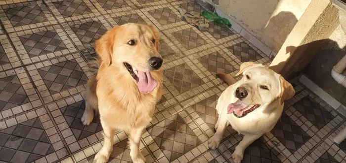 Doação Responsável Golden e Labrador