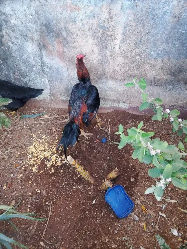 Galo