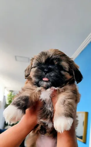 Shih Tzu