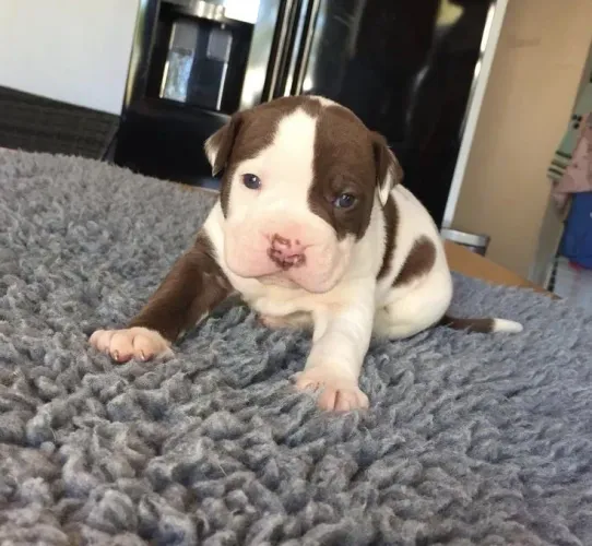 Pitbull - Seu Futuro Guardião Pode Está Aqui 