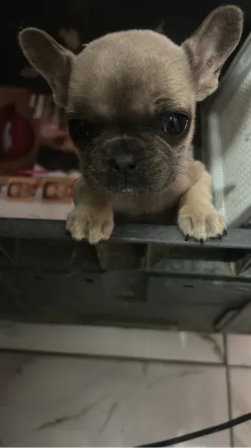 Buldogue fêmea