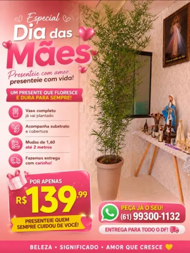 Bambú Mossô no vaso completo!! Mega promoção R$139,99