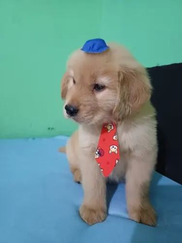 Golden Retriever filhotes machos e femeas