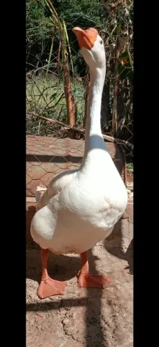 CASAL  DE GANSO CHINÊS BRANCO