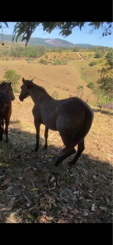LINDA POTRA QUARTO DE MILHA - REGISTRADA - PRONTA PARA DOMA