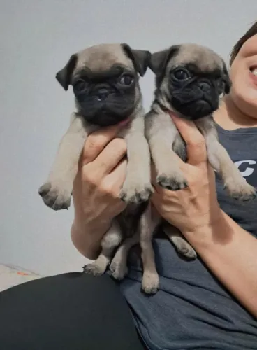 Pug filhotes