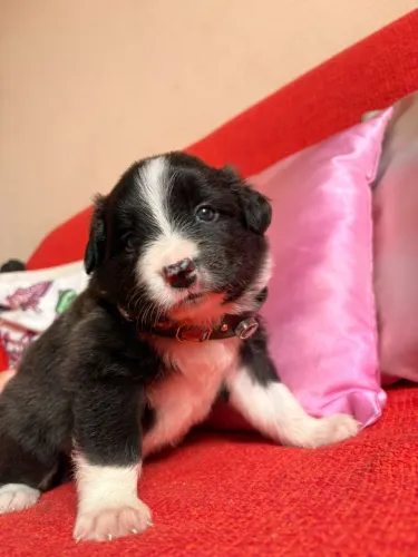 Filhotes de Border Collie