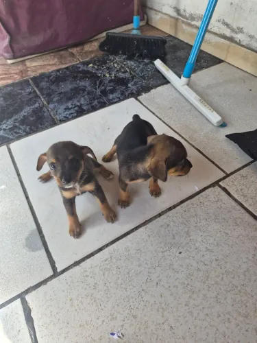 Cachorro pincher numero 1